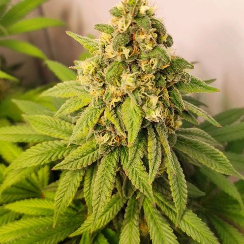 Blackberry Nuggets #4 growlog timeline photo