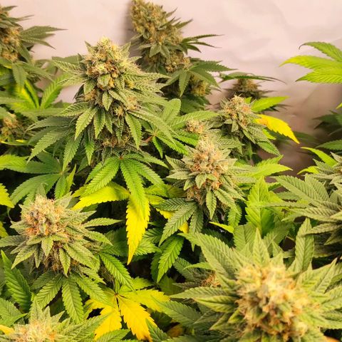 Blackberry Nuggets #3 growlog timeline photo