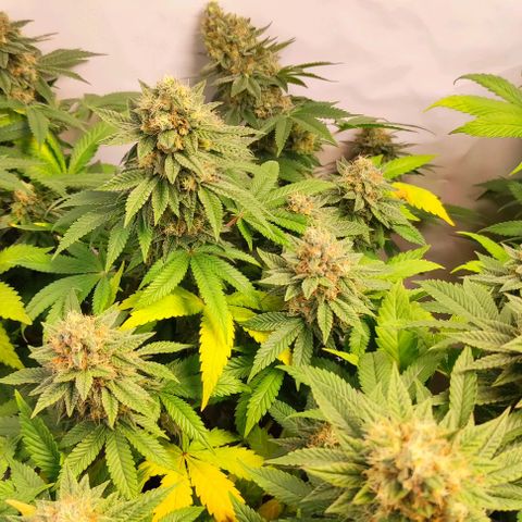 Blackberry Nuggets #3 growlog timeline photo