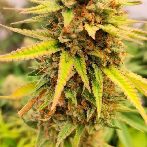 Blackberry Nuggets #1 growlog timeline photo
