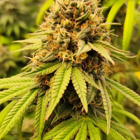 Blackberry Nuggets #2 growlog timeline photo
