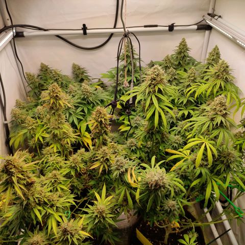 Blackberry Nuggets #2 growlog timeline photo