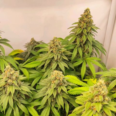 Blackberry Nuggets #4 growlog timeline photo