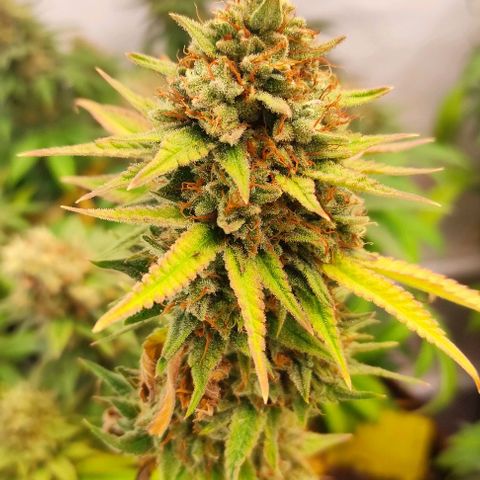 Blackberry Nuggets #1 growlog timeline photo