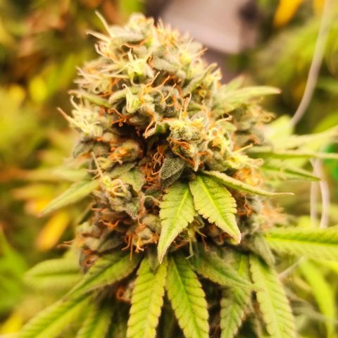 Blackberry Nuggets #2 growlog timeline photo