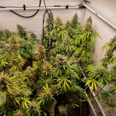 Blackberry Nuggets #2 growlog timeline photo
