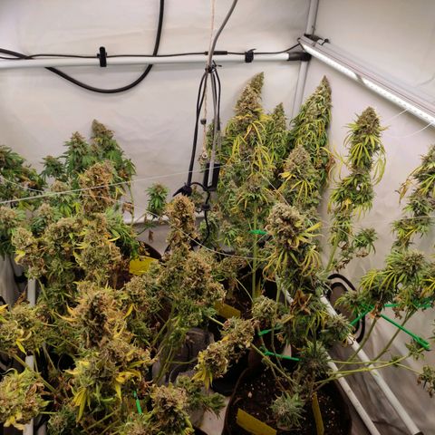 Blackberry Nuggets #2 growlog timeline photo