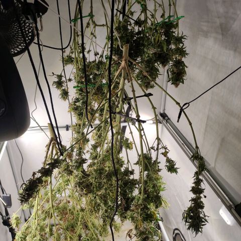 Blackberry Nuggets #2 growlog timeline photo