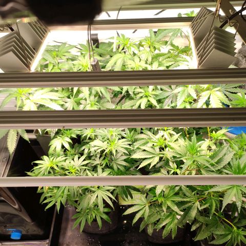 Tropicana Cherry #1 growlog timeline photo