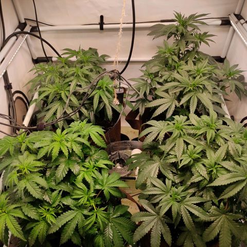 Rainbow Cheatz #1 growlog timeline photo