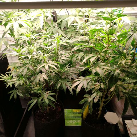 Tropicana Cherry #1 growlog timeline photo