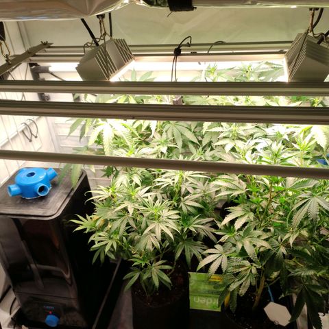 Tropicana Cherry #1 growlog timeline photo