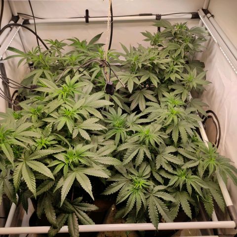 Rainbow Cheatz #1 growlog timeline photo