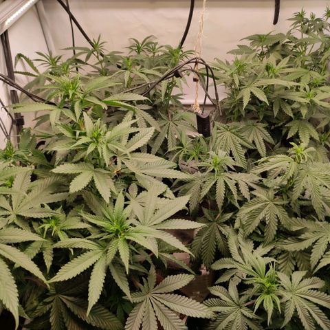 Rainbow Cheatz #1 growlog timeline photo