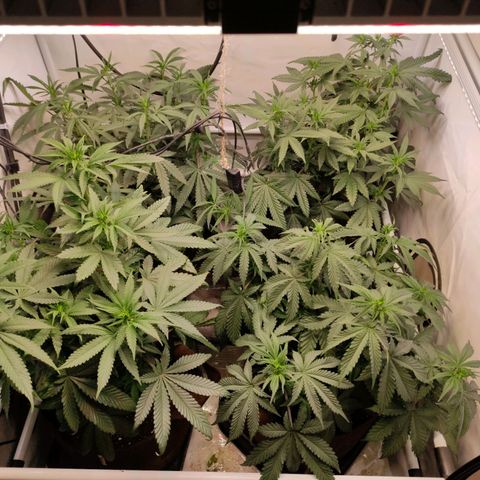 Rainbow Cheatz #1 growlog timeline photo