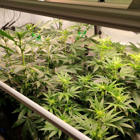 Tropicana Cherry #1 growlog timeline photo