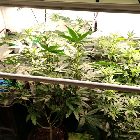 Tropicana Cherry #1 growlog timeline photo
