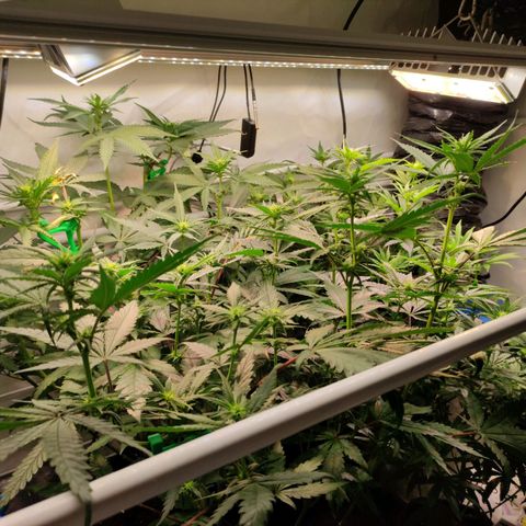Tropicana Cherry #1 growlog timeline photo