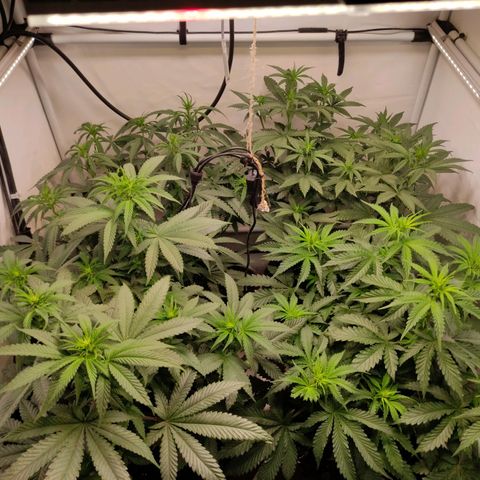 Rainbow Cheatz #1 growlog timeline photo