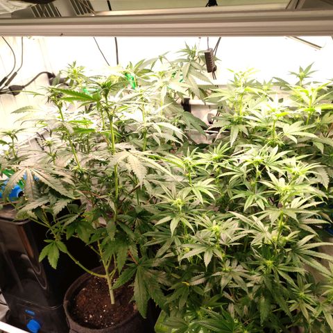 Tropicana Cherry #1 growlog timeline photo