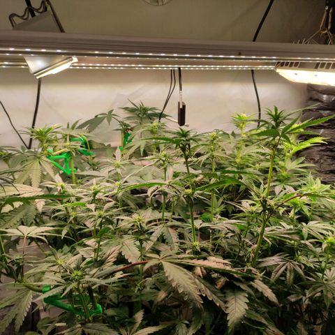 Tropicana Cherry #1 growlog timeline photo