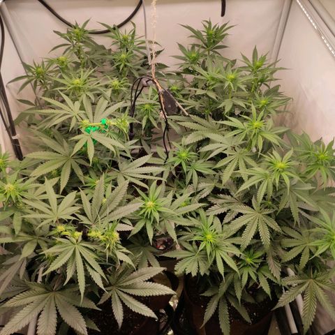 Rainbow Cheatz #1 growlog timeline photo