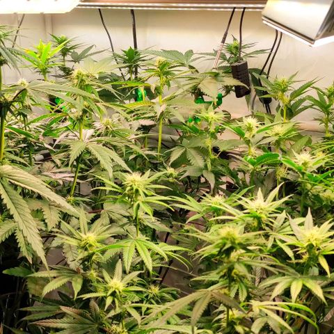 Tropicana Cherry #1 growlog timeline photo