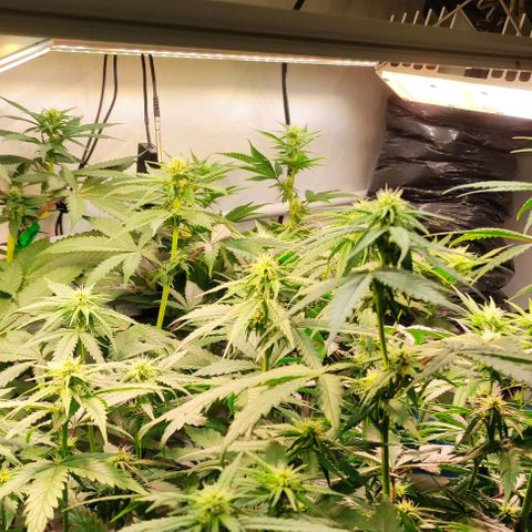 Tropicana Cherry #1 growlog timeline photo