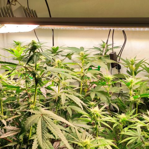 Tropicana Cherry #1 growlog timeline photo