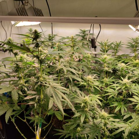 Tropicana Cherry #1 growlog timeline photo