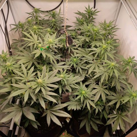 Rainbow Cheatz #1 growlog timeline photo