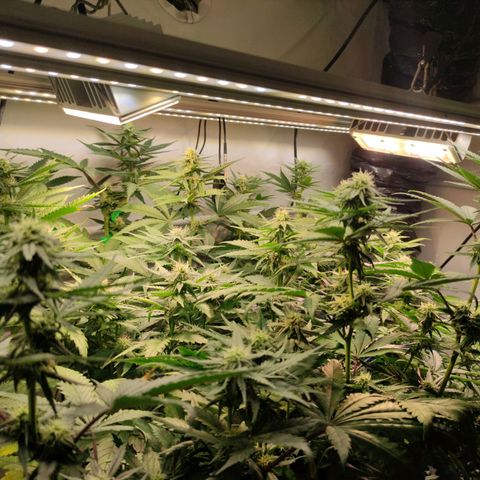 Tropicana Cherry #1 growlog timeline photo