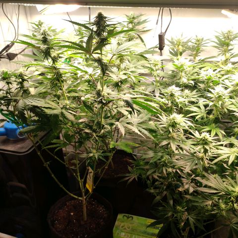 Tropicana Cherry #1 growlog timeline photo