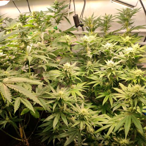 Tropicana Cherry #1 growlog timeline photo