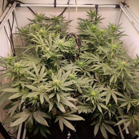 Rainbow Cheatz #1 growlog timeline photo