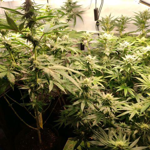 Tropicana Cherry #1 growlog timeline photo
