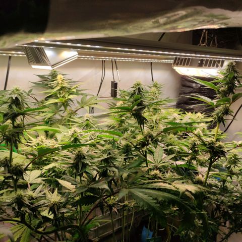 Tropicana Cherry #1 growlog timeline photo