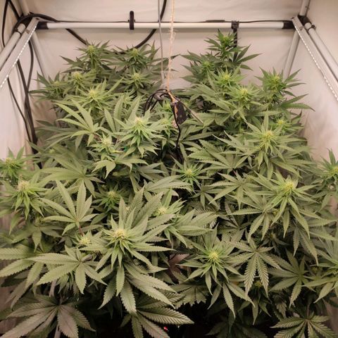 Rainbow Cheatz #1 growlog timeline photo