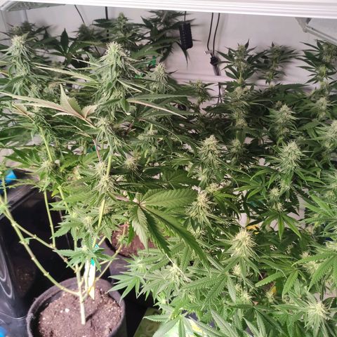 Tropicana Cherry #1 growlog timeline photo