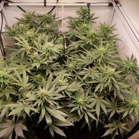Rainbow Cheatz #1 growlog timeline photo