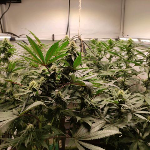 Rainbow Cheatz #1 growlog timeline photo