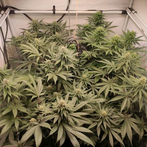 Rainbow Cheatz #1 growlog timeline photo