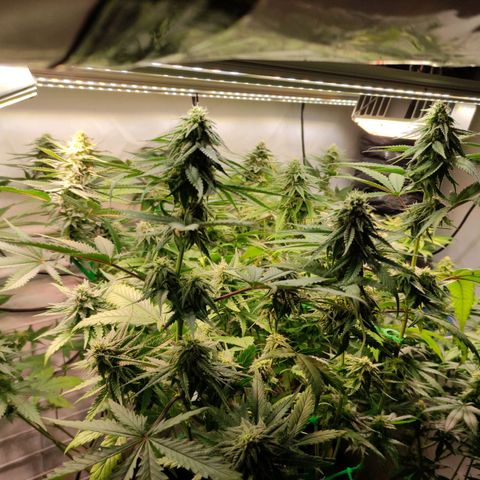 Tropicana Cherry #1 growlog timeline photo