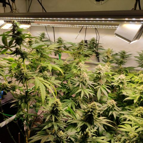 Tropicana Cherry #1 growlog timeline photo