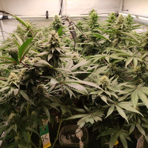 Rainbow Cheatz #1 growlog timeline photo