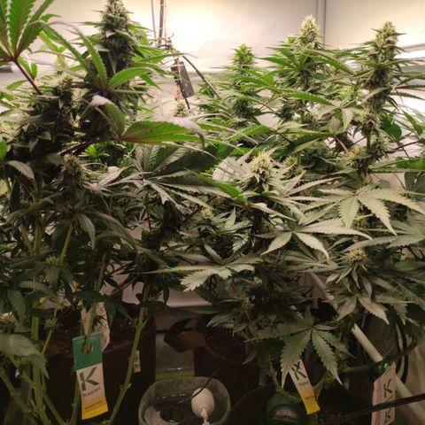 Rainbow Cheatz #1 growlog timeline photo