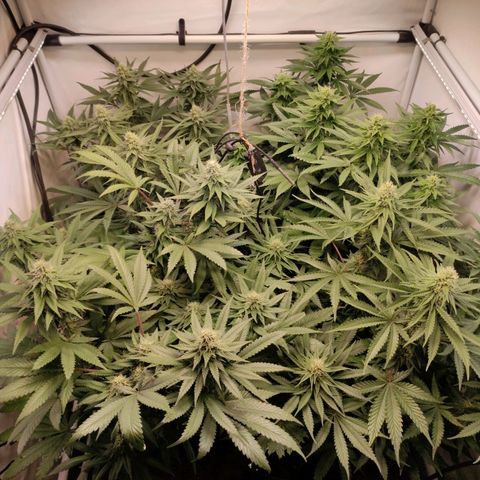 Rainbow Cheatz #1 growlog timeline photo