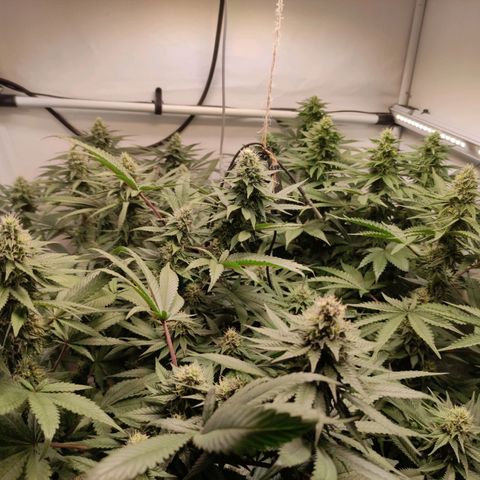 Rainbow Cheatz #1 growlog timeline photo