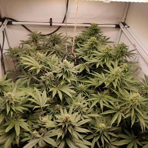 Rainbow Cheatz #1 growlog timeline photo
