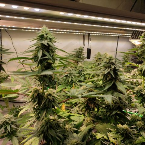 Tropicana Cherry #1 growlog timeline photo